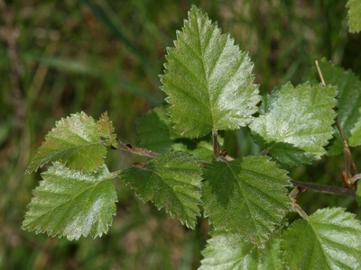 Downy birch