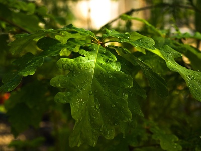 Downy oak