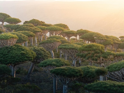 Dragon's Blood Tree