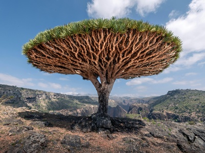 Dragon blood tree