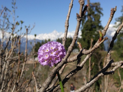 Drumstick Primrose