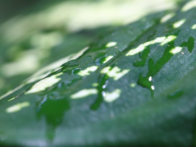 Dumb Cane