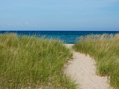 Dune grass