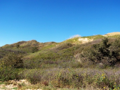 Dune stabilizer