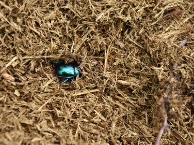 Dung beetles