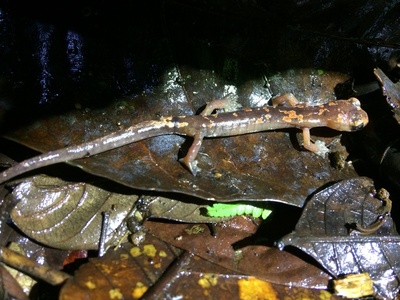 Dunn's Climbing Salamander