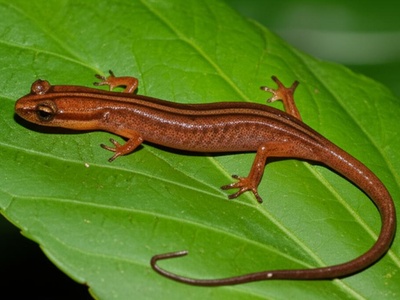 Dunn's Mushroom-tongue Salamander