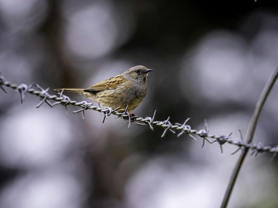 Dunnock