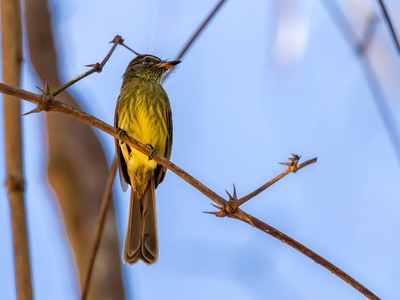 Dusky-tailed flatbill