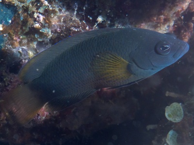 Dusky Dottyback