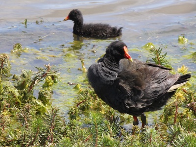 Dusky Moorhen