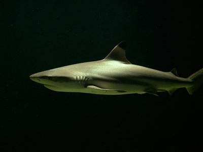 Dusky shark