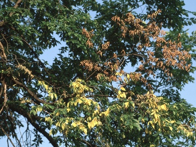 Dutch Elm Disease