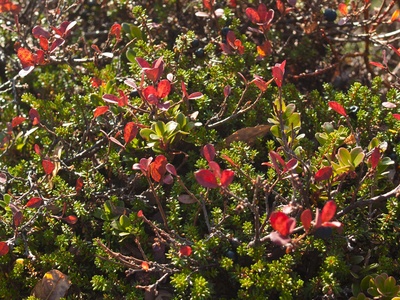 Dwarf Bilberry