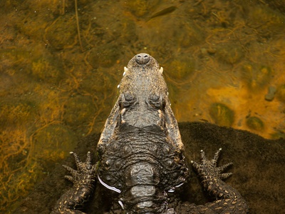 Dwarf Crocodile