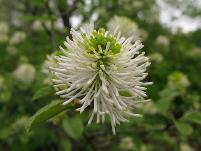 Dwarf Fothergilla
