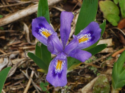 Dwarf Lake Iris