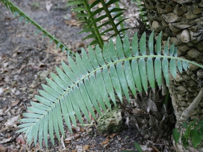 Dyer’s Cycad