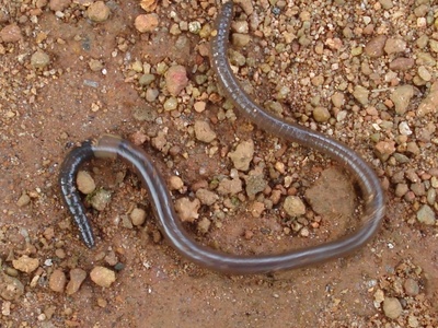 Earthworms