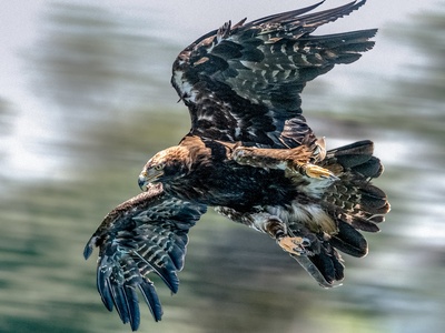 Eastern Imperial Eagle