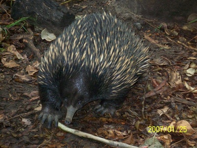 Eastern Long-beaked Echidna