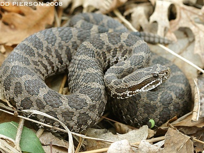 Eastern Massasauga Rattlesnake