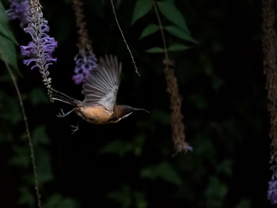 Eastern Spinebill