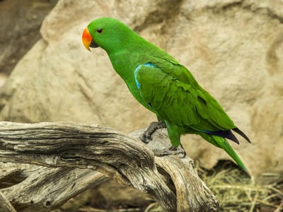 Eclectus Parrot
