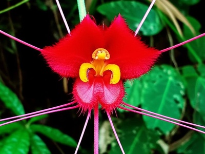 Ecuadorian Red-lipped Bat Flower