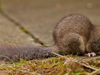 Edible Dormouse