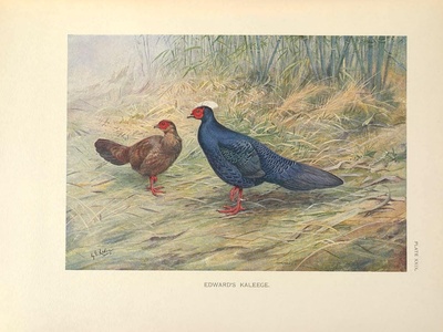 Edwards's pheasant