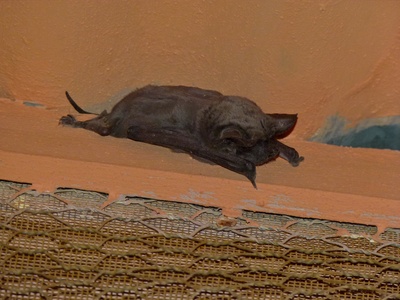 Egyptian free-tailed bat