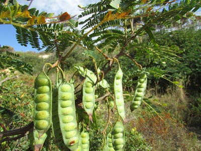 Egyptian Mimosa