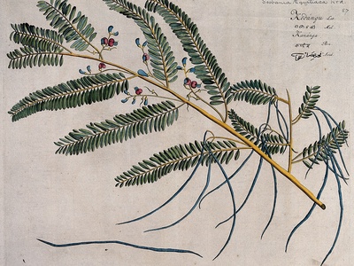 Egyptian riverhemp
