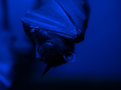 Egyptian Slit-faced Bat