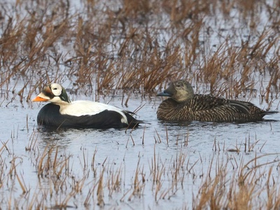 Eider