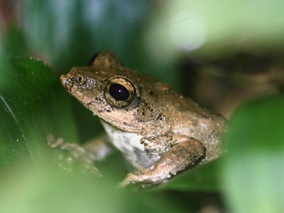 Eiffinger’s treefrog