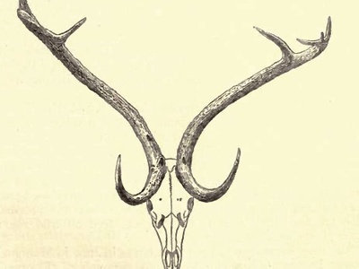 Eld's deer