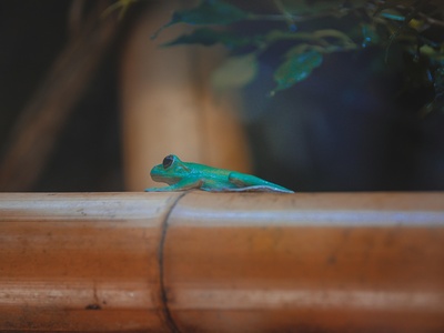 Electric Blue Day Gecko