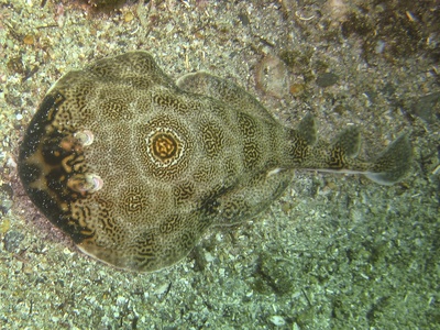 Electric Ray