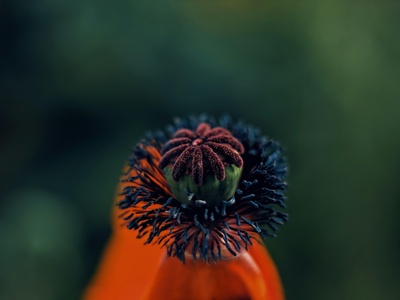 Elegant Horned Poppy