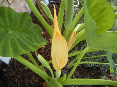Elephant Ear (Flower)