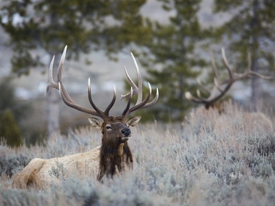 Elk