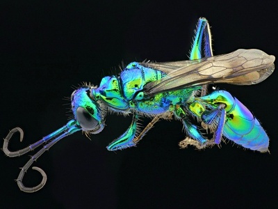 Emerald Jewel Wasp
