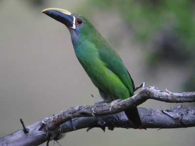 Emerald Toucanet