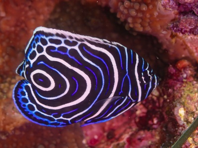 Emperor Angelfish