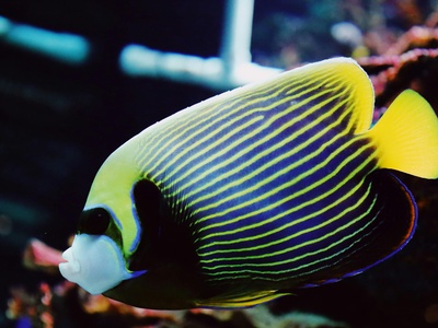 Emperor angelfish