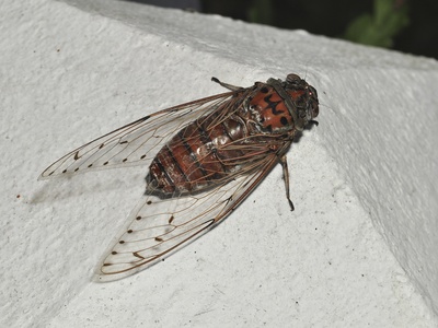 Empress Cicada