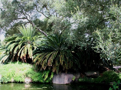 Encephalartos woodii