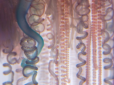 Enchytraeid Worms